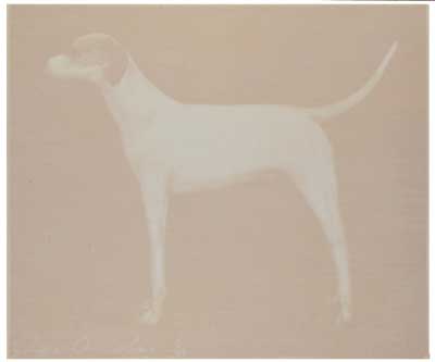 Untitled (Small Dog) - Putty